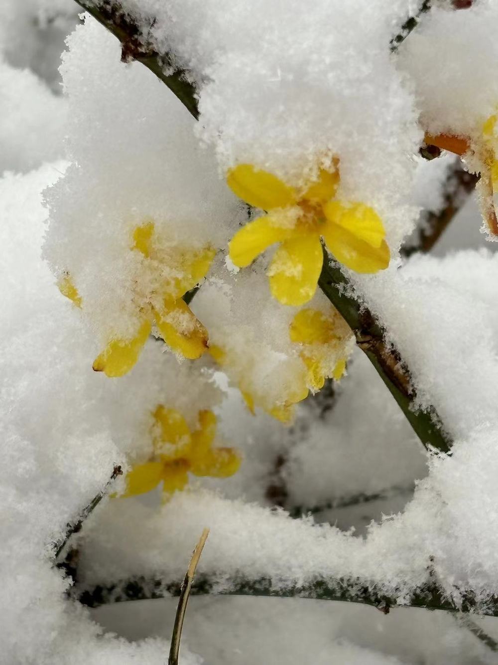琼楼玉宇，如诗如画！无滤镜无特效的泉城雪景美爆了