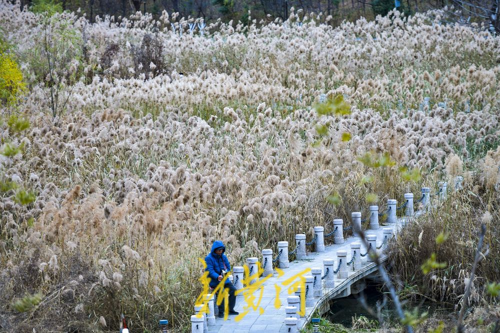 初冬时节，在济南凤凰湖湿地邂逅诗意与浪漫