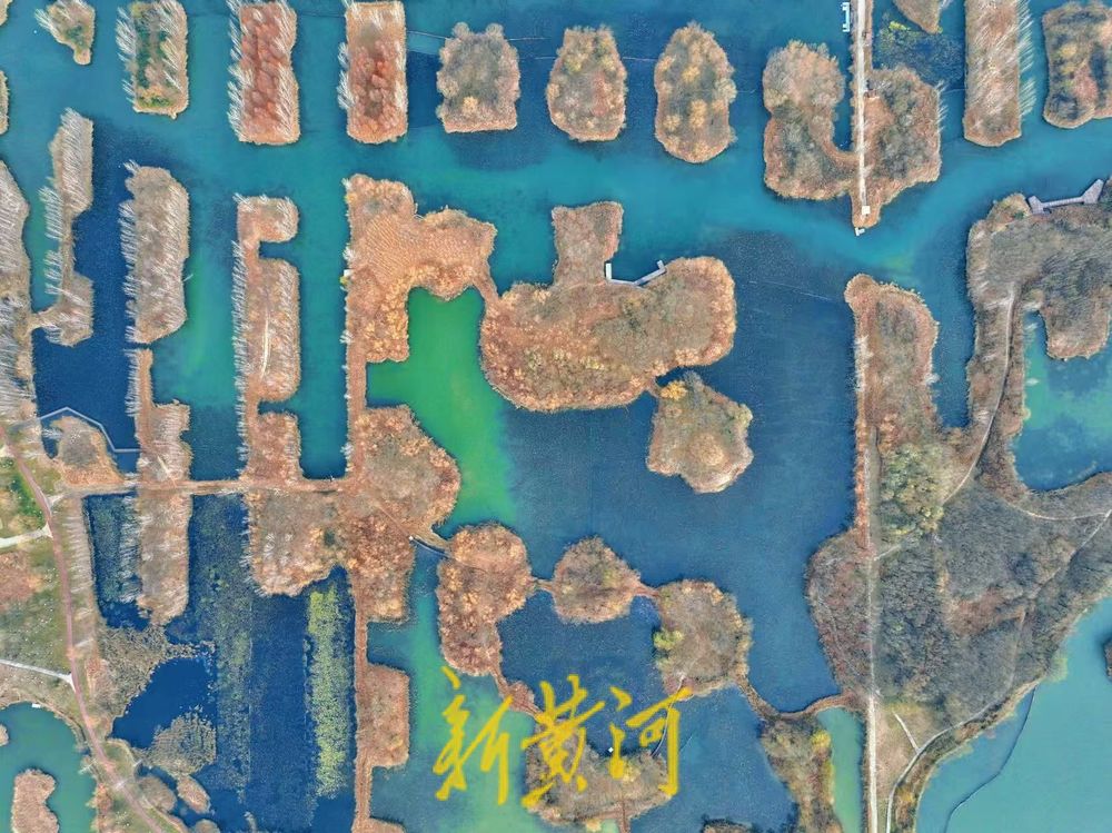 济西国家湿地公园芦苇丛生，冬日景色正浓