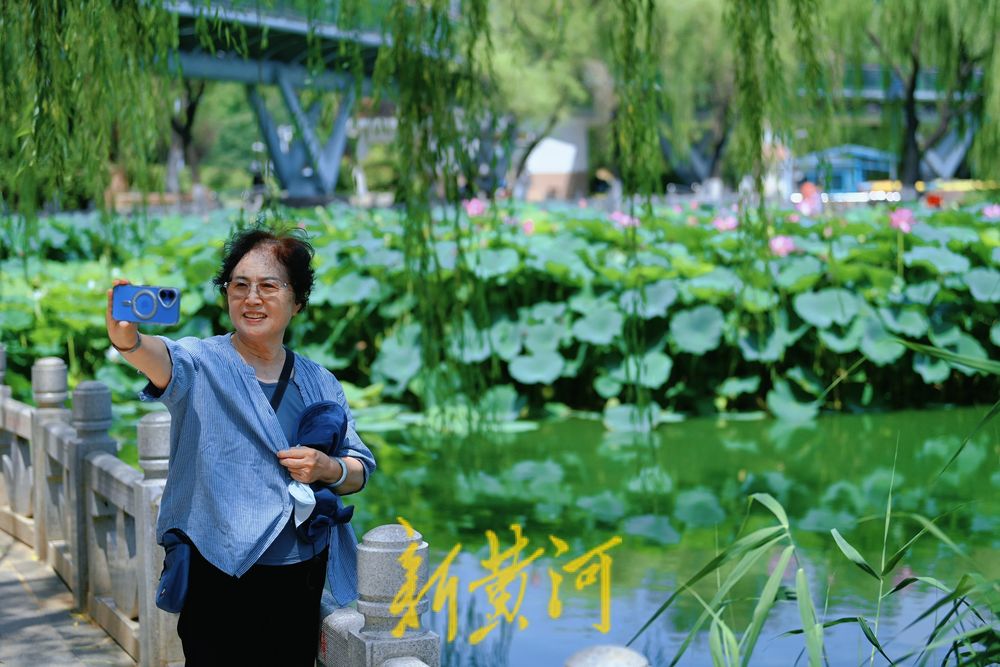 泉城雨后迎短暂凉爽天气 市民在荷花盛开中感受清凉