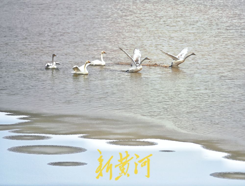 天鹅雪中起舞，演绎灵动之美