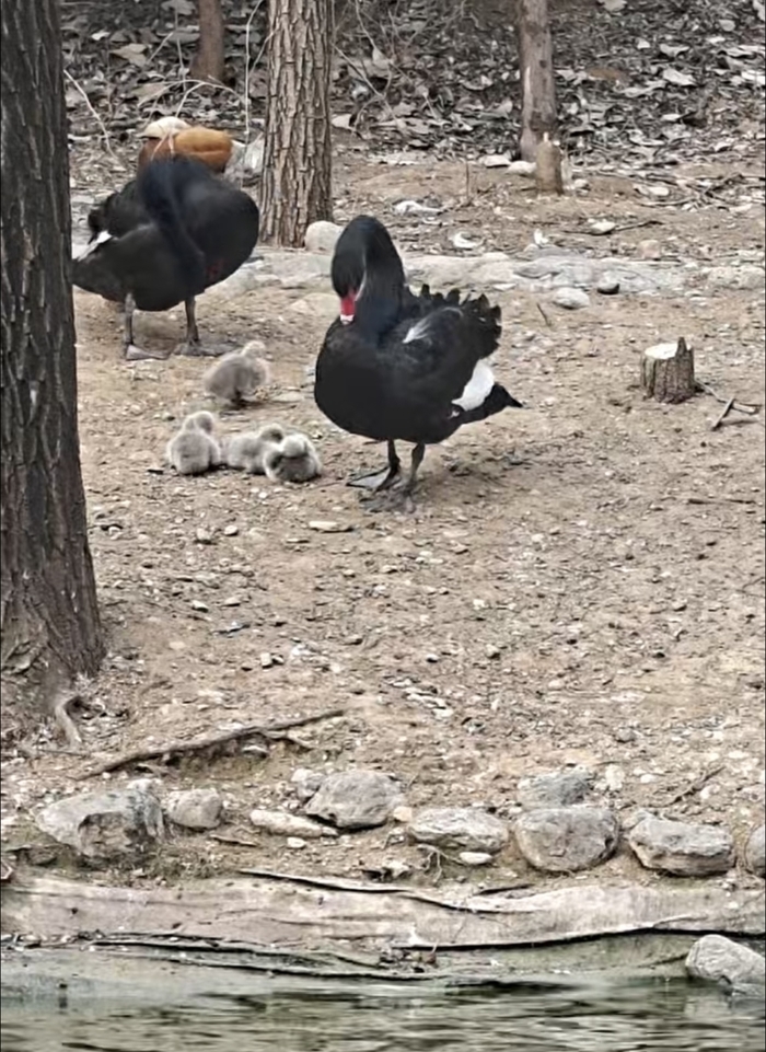 春天里的动物世界，黑天鹅宝宝成泉城新宠