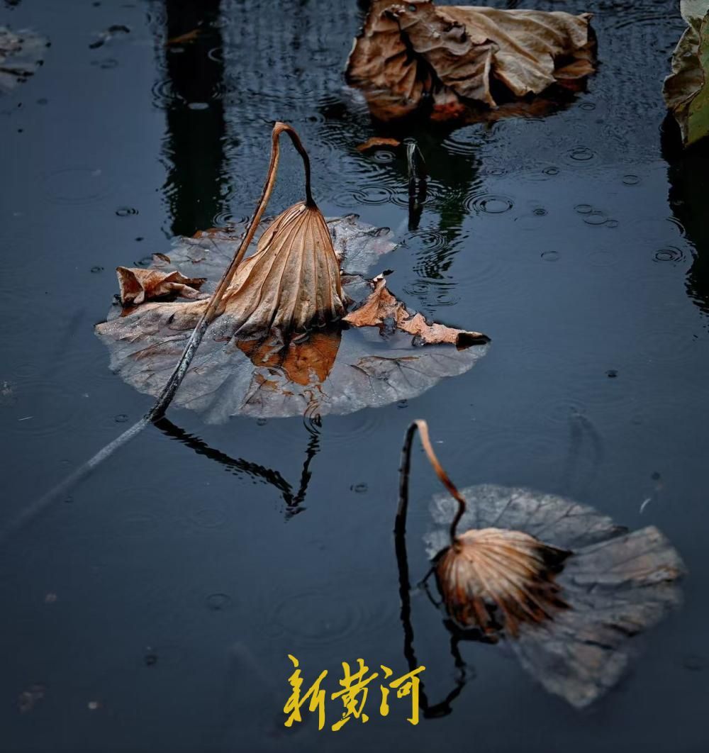 济南大明湖烟雨残荷尽显江南水墨意境