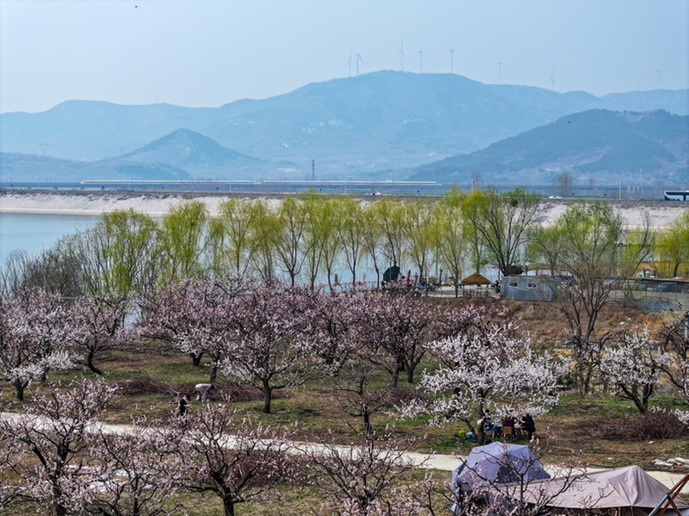 济南公交发布20条定制踏青专线，直达张夏万亩杏花林等景点