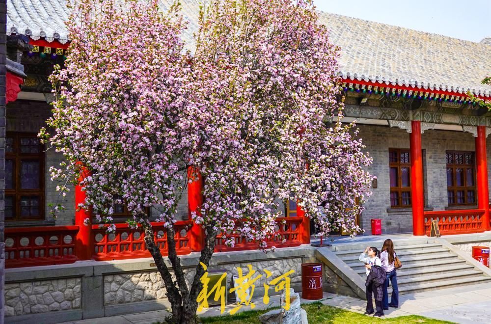 一年四季 泉在济南丨百年老街邂逅春日花事 古建筑博物馆迎来首个赏花季