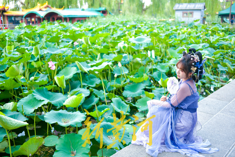 明湖堤岸变身网红打卡点  沉浸式体验“夏雨荷”赏荷