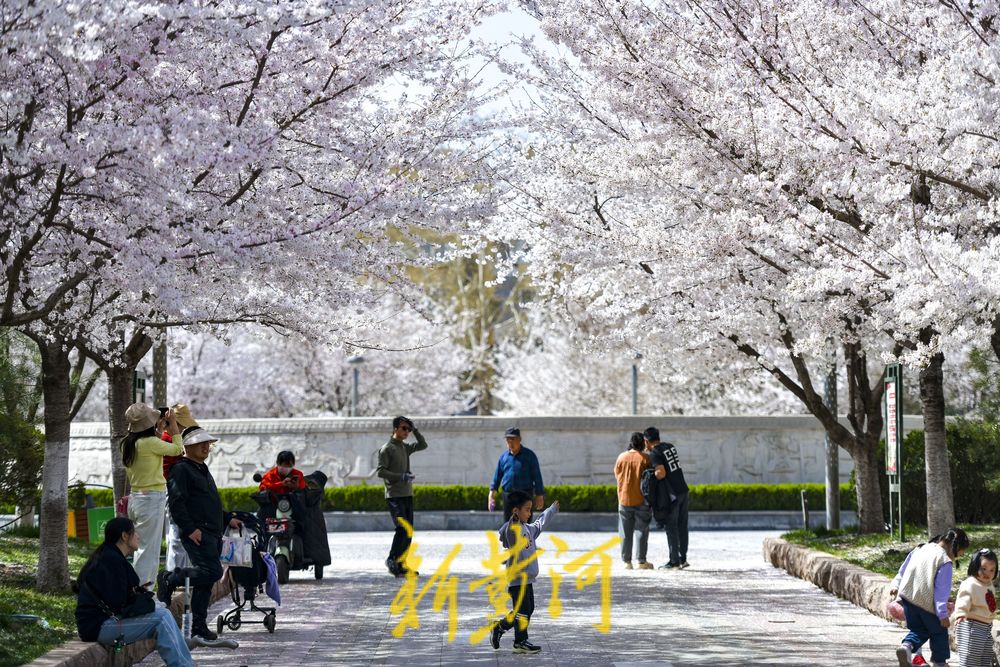 樱花广场迎来烂漫时 500多株轮番绽放