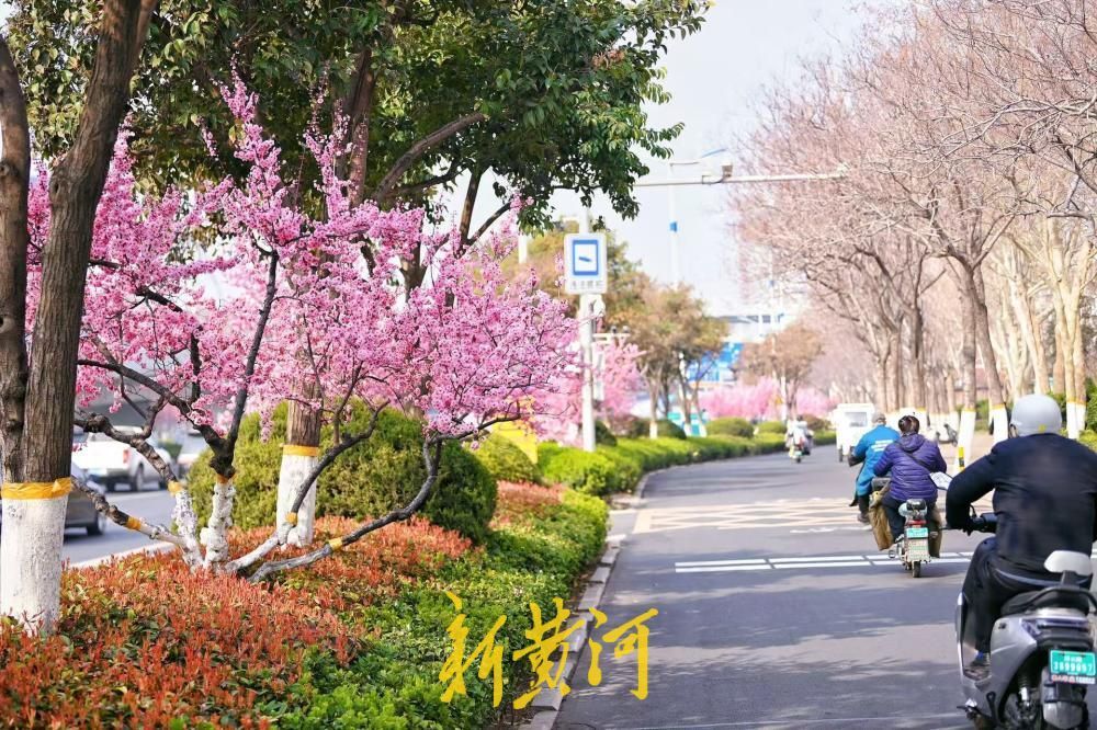 经十路最美春色上线 道路两侧美人梅迎风盛开
