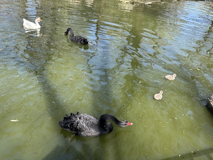 春天里的动物世界，黑天鹅宝宝成泉城新宠