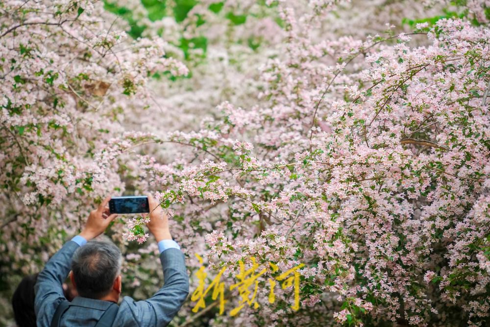 人在花中游 猬实花盛开绘就泉城春日盛景
