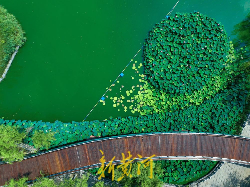 泉城雨后迎短暂凉爽天气 市民在荷花盛开中感受清凉