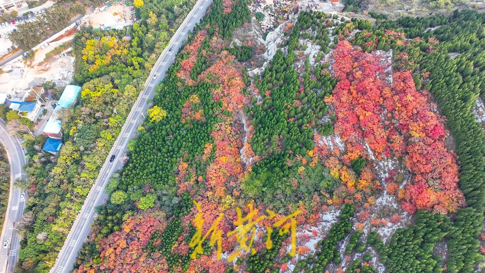 深秋时节，济南西部城区红叶漫山