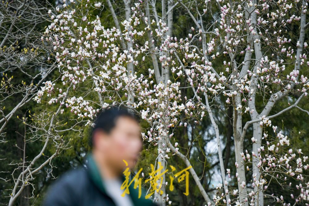 正月里繁花似锦，济南大明湖玉兰花挂满枝头