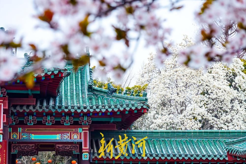 泺源大街紫叶李盛放 粉色花带扮靓济南