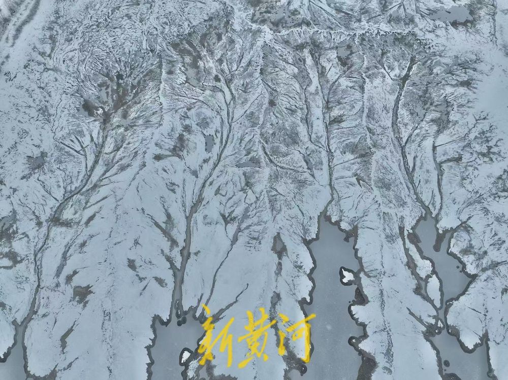 “冰雪潮汐树”现身济南黄河北岸，尽显自然之美