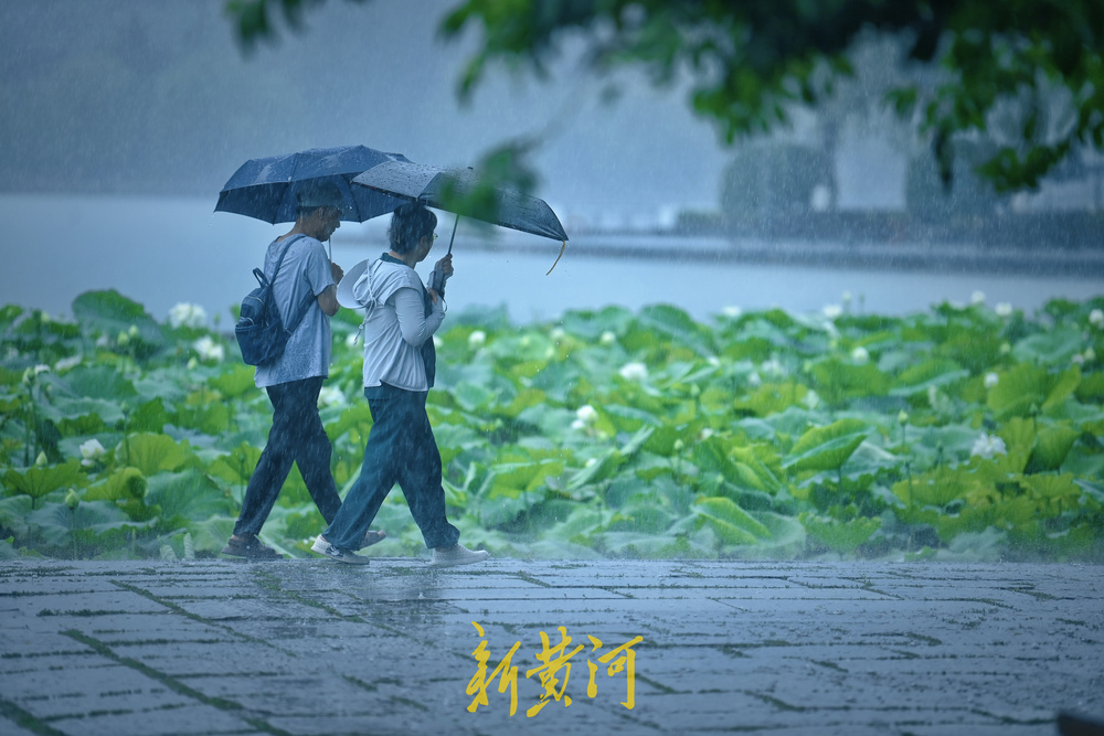 雨落泉城 大明湖荷花别样娇 