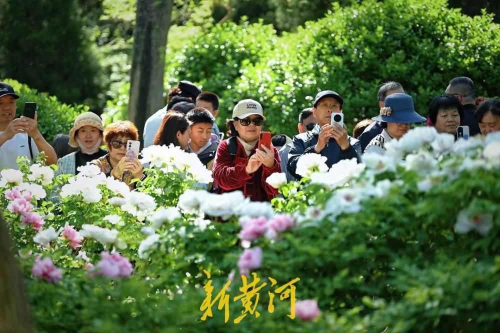 尽显国色天香 泉城公园牡丹园成济南春日顶流