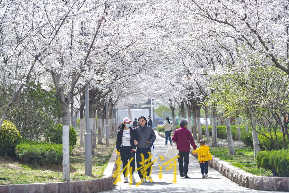 樱花广场迎来烂漫时 500多株轮番绽放