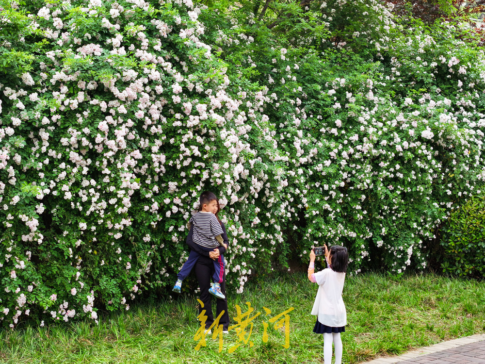 夏日浪漫！奥体东路“蔷薇瀑布”扮靓泉城