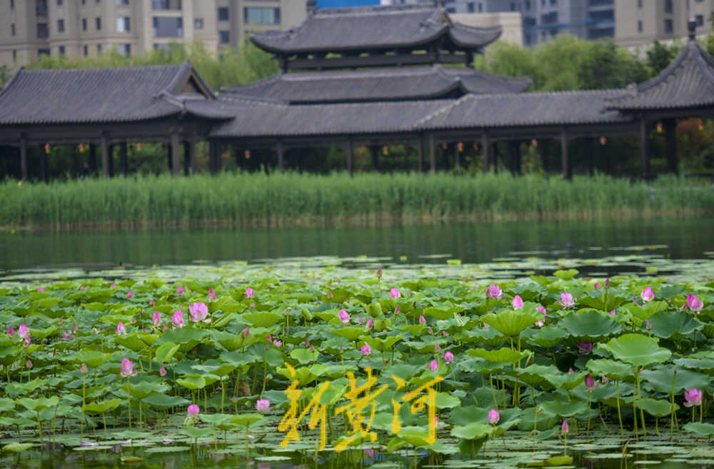 荷花盛开水禽畅游，云锦湖美在当“夏”  