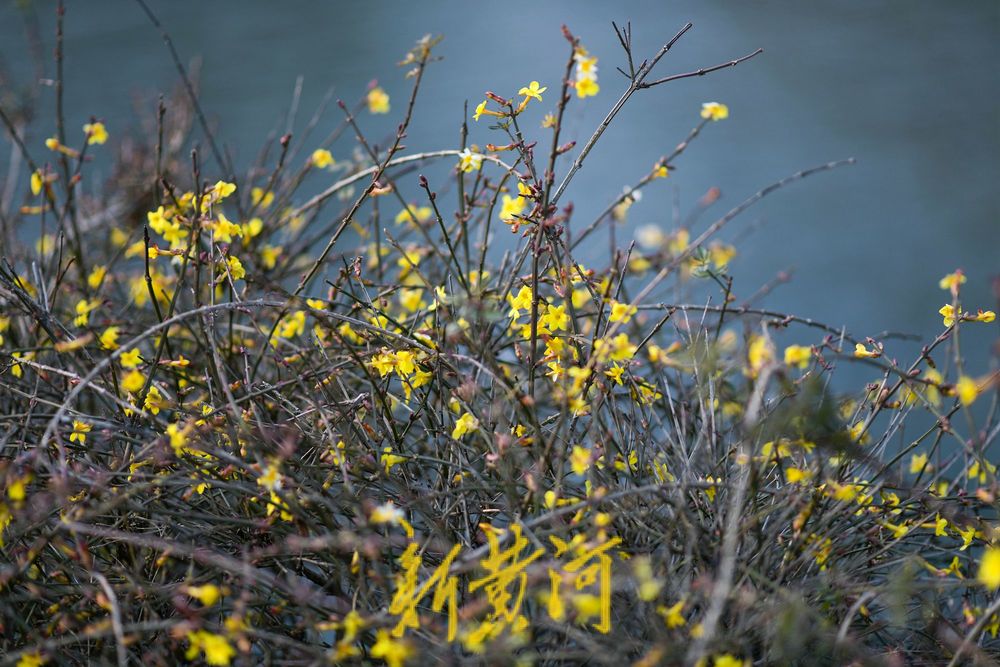 一年四季 泉在济南丨泉城冬日暖如春 护城河畔迎春花“错季”绽放