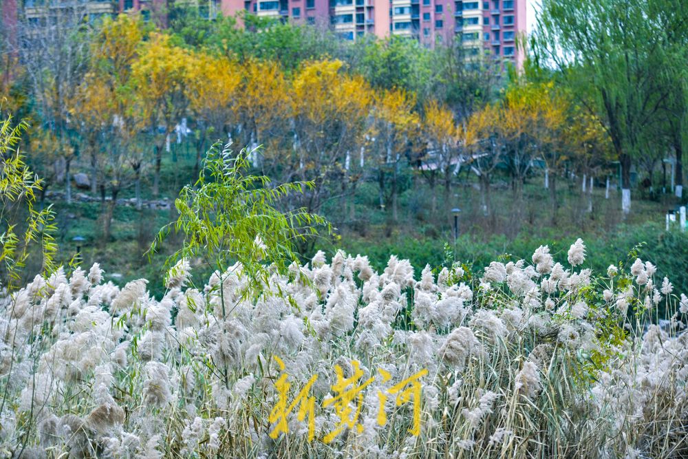初冬时节，在济南凤凰湖湿地邂逅诗意与浪漫