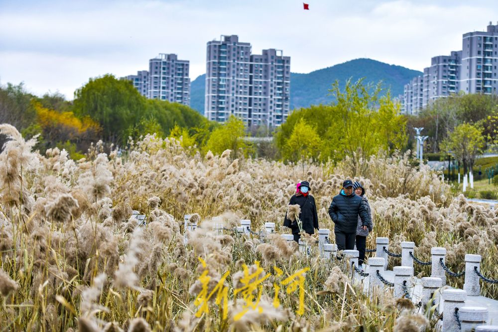 初冬时节，在济南凤凰湖湿地邂逅诗意与浪漫