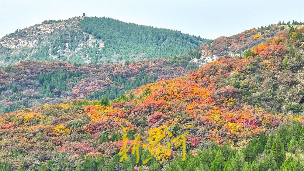 济南大千佛山风景区现“双面秋色” 登高望远一览漫山红翠交织  