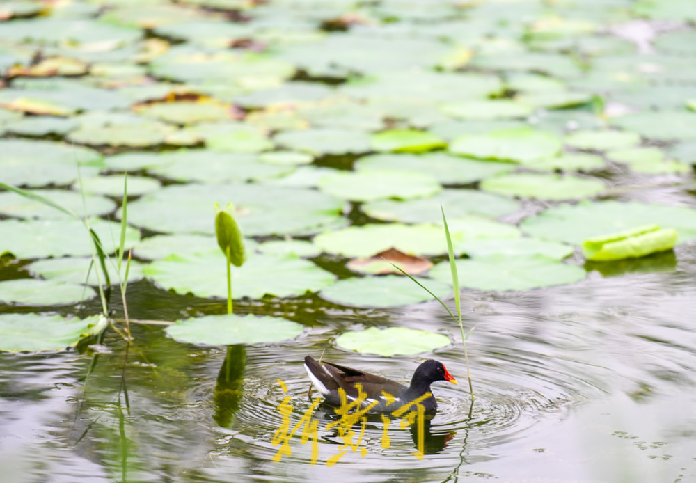 荷花盛开水禽畅游，云锦湖美在当“夏”  
