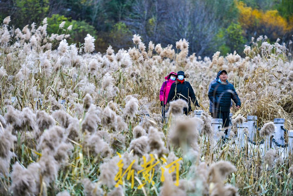 初冬时节，在济南凤凰湖湿地邂逅诗意与浪漫