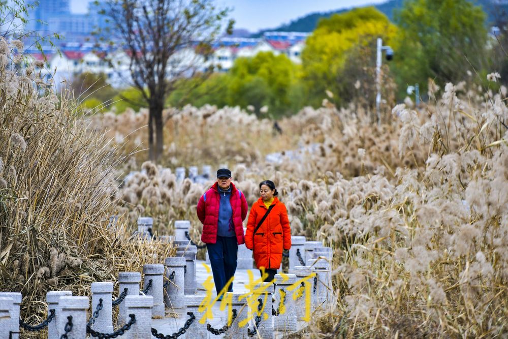 初冬时节，在济南凤凰湖湿地邂逅诗意与浪漫