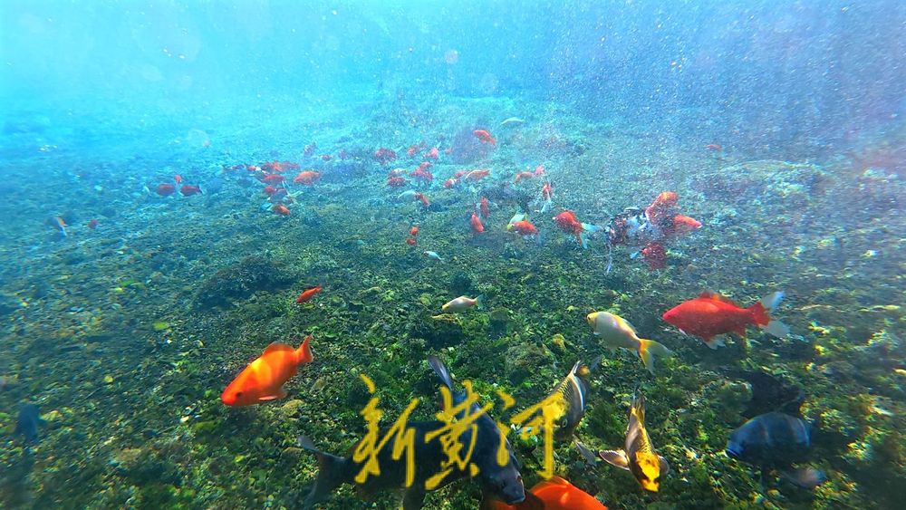 泉涌鱼欢庆佳节！济南黑虎泉畔乐享好时光