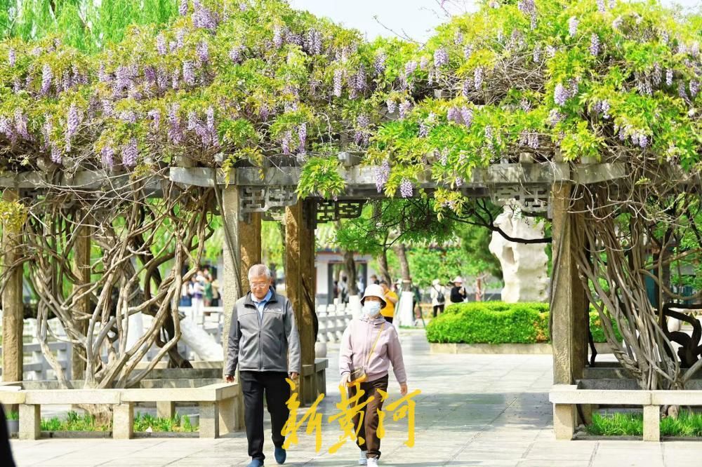 济南大明湖畔紫藤花盛开 邂逅紫色浪漫
