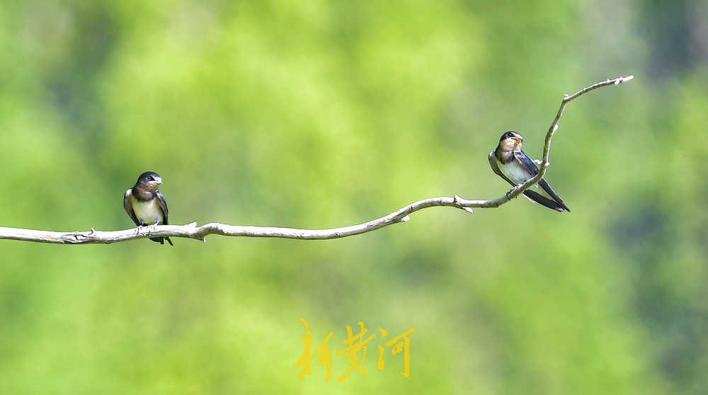 济南森林公园湖中岛成鸟乐园 燕子“蜻蜓点水”踏浪飞