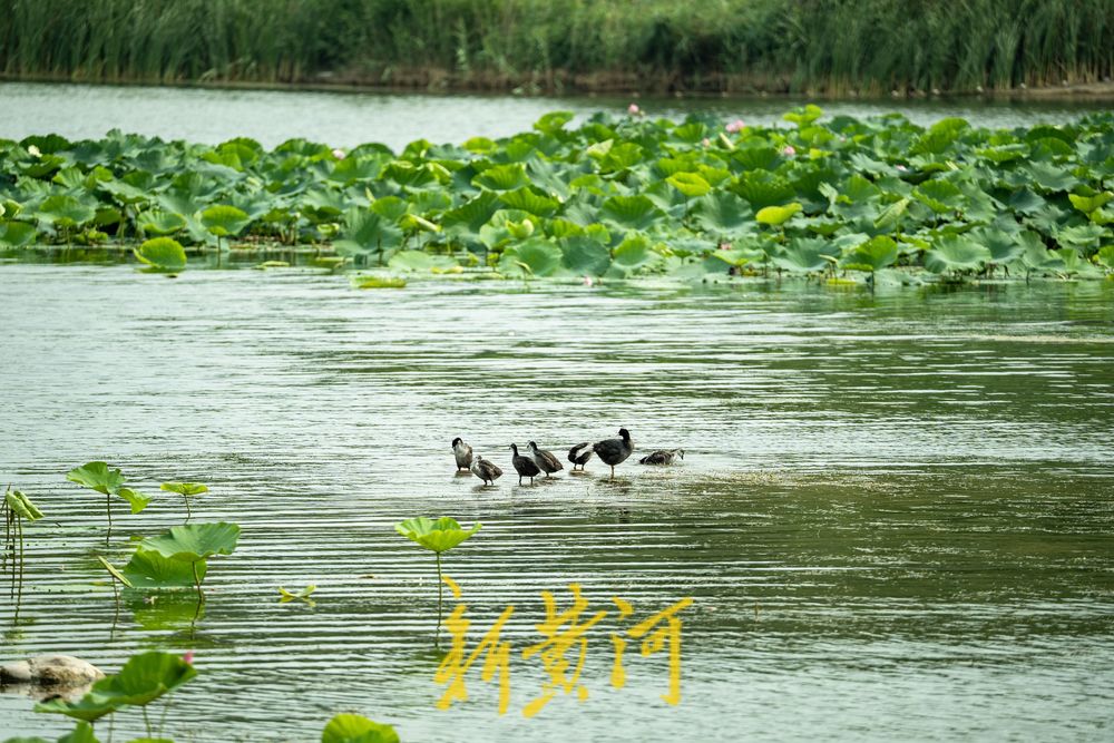 荷风夏韵！华山湖绘就盛夏生态图
