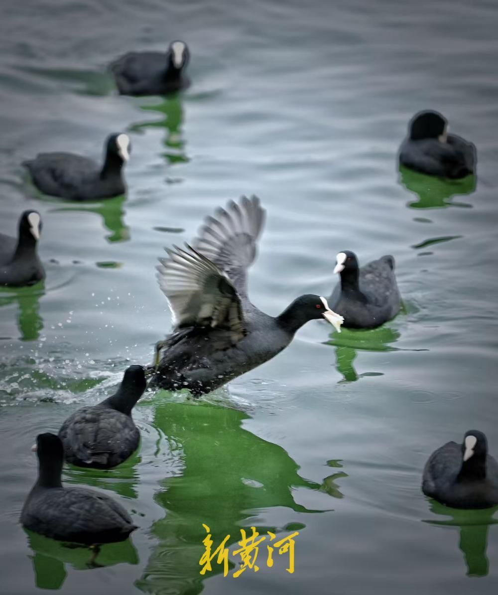 春日泉城升温 数百只白骨顶鸡大明湖畔嬉戏增趣味