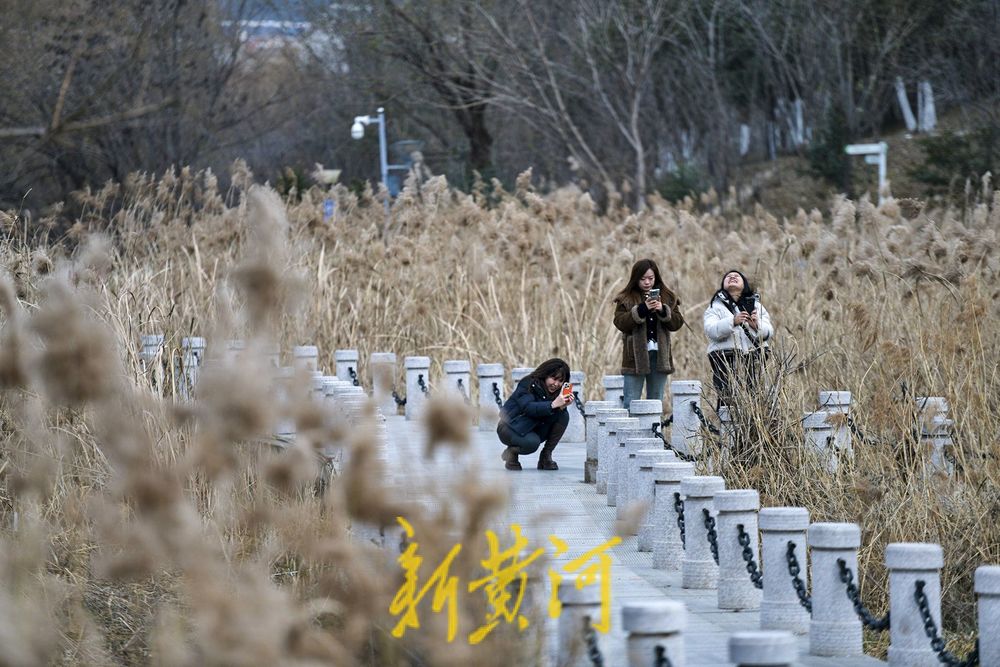 初冬济南这处湿地畔芦苇花摇曳起舞，白色浪漫等你邂逅