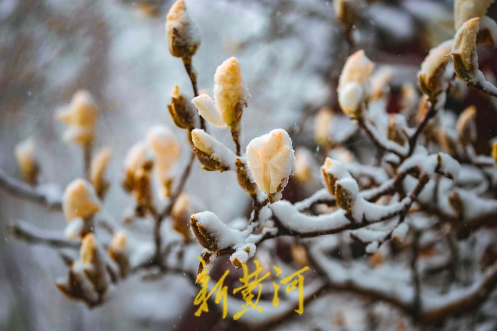 难得一见！白雪楼前，含苞玉兰傲雪待放
