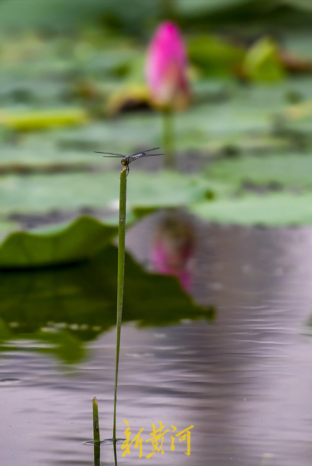 荷花盛开水禽畅游，云锦湖美在当“夏”  