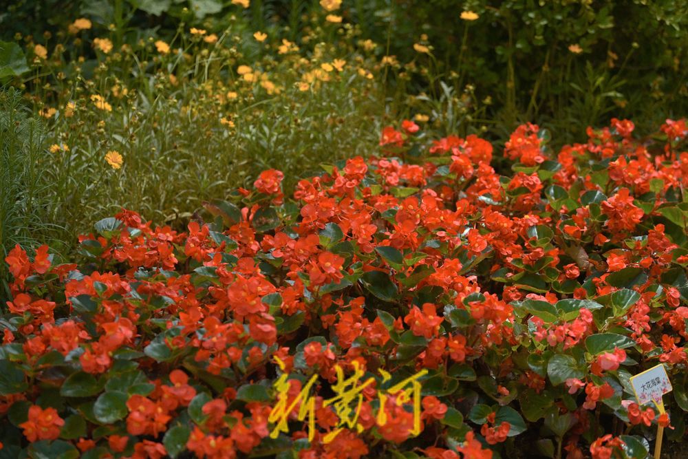 美！大明湖微型花园繁花烂漫 