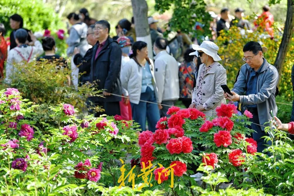 尽显国色天香 泉城公园牡丹园成济南春日顶流