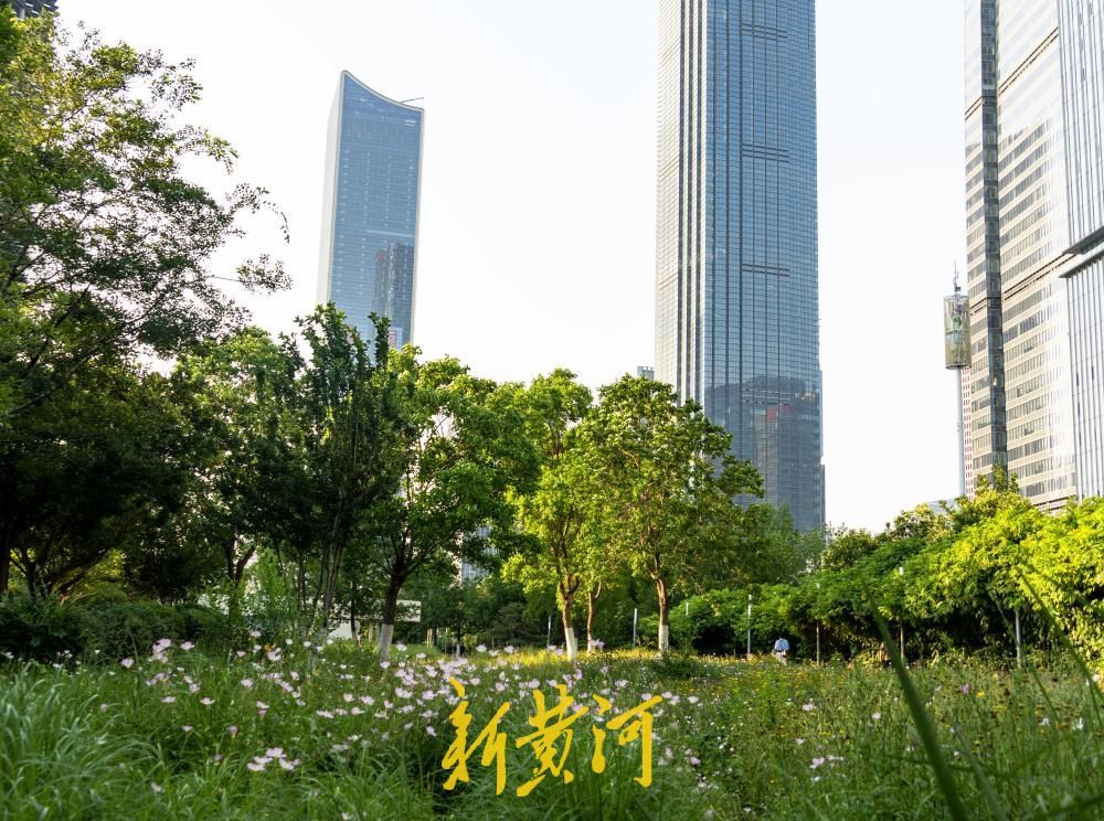 藏在摩天楼宇间的粉色浪漫！美丽月见草扮靓济南CBD