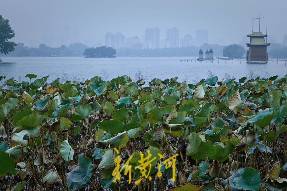 大明湖畔秋雨落残荷