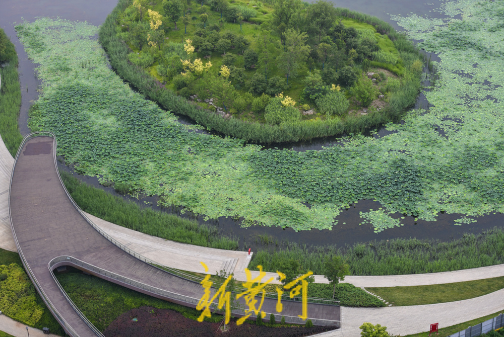 荷花盛开水禽畅游，云锦湖美在当“夏”  