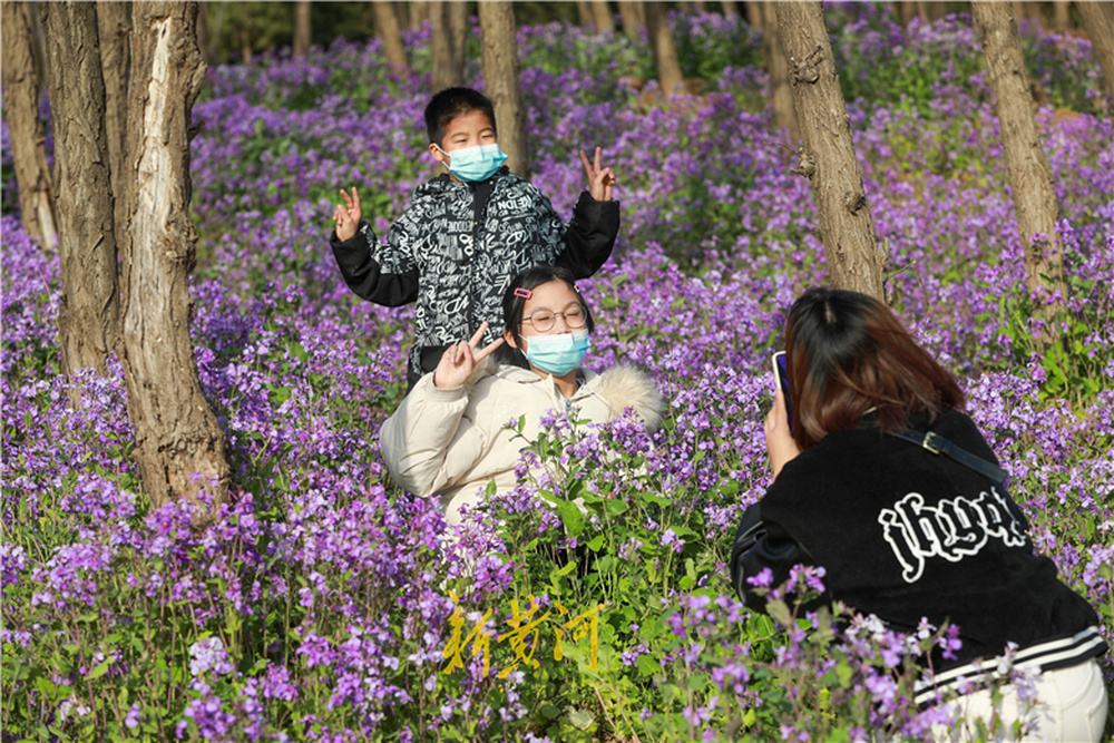 济南卧牛山二月兰绽放,紫色花海成今春新网红打卡地