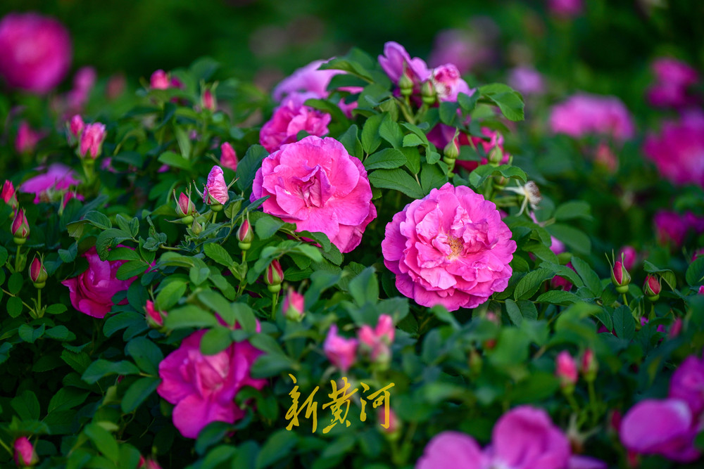 泉城市花玫瑰进入盛开季 