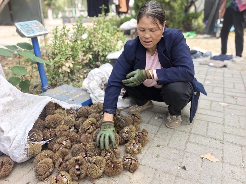 西营第二届板栗音乐汇开幕,五条主题线路邀您“入山过节”
