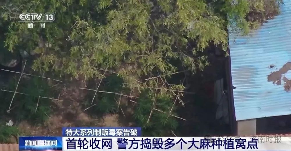 缴获毒品大麻12万克，济南警方侦破一起特大制贩毒品案