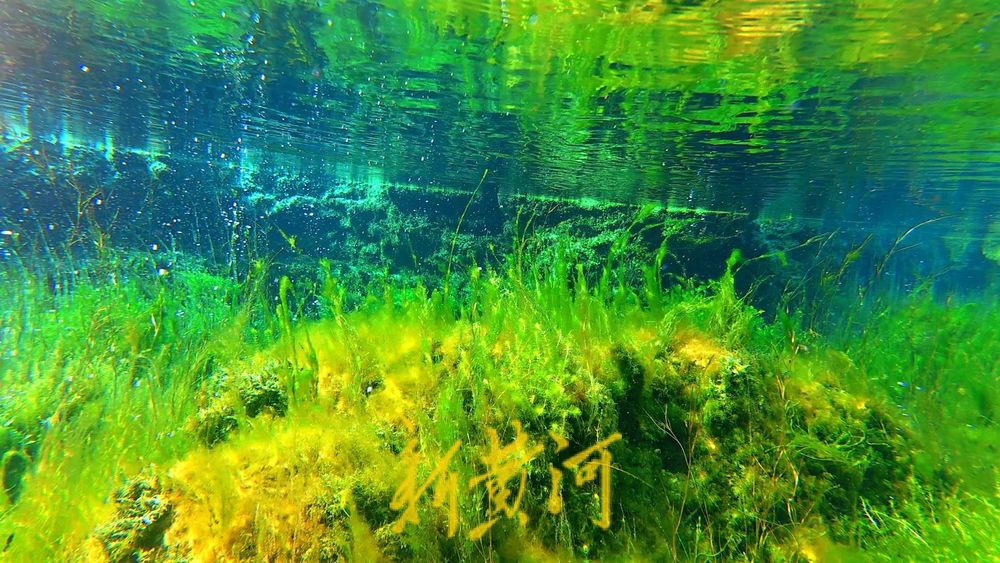 泉涌鱼欢庆佳节！济南黑虎泉畔乐享好时光