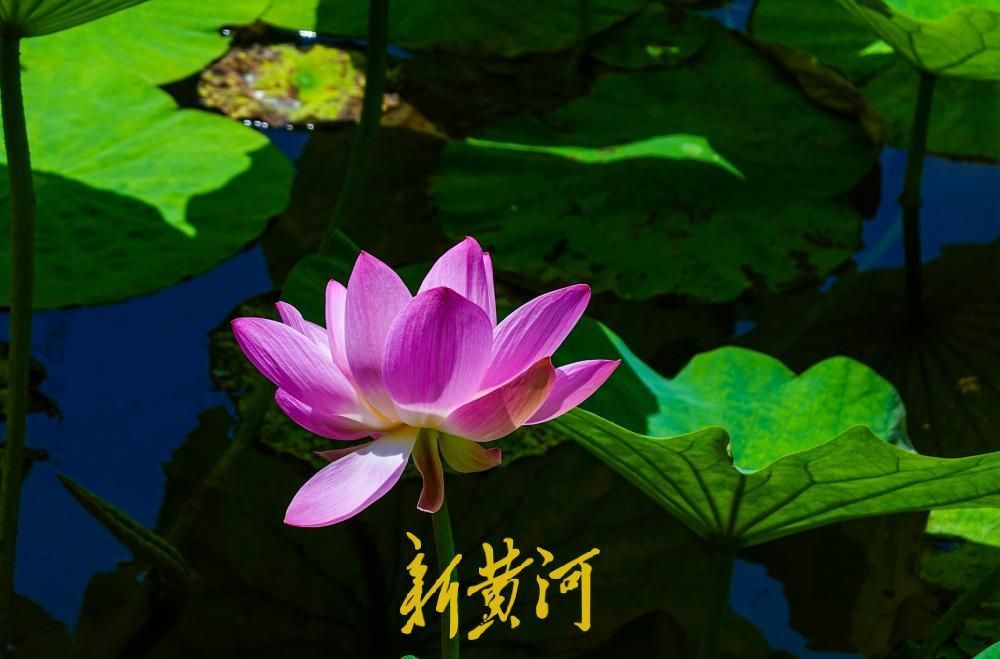 荷香消夏暑，大明湖荷花盛放成避暑热门地标